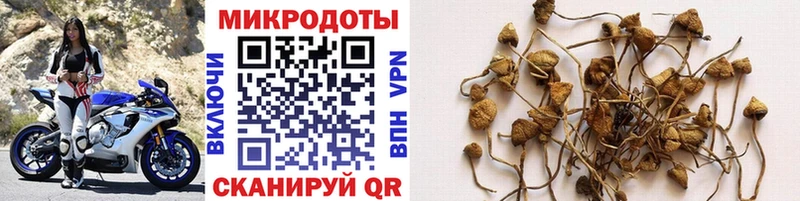 Псилоцибиновые грибы Cubensis  Баймак 